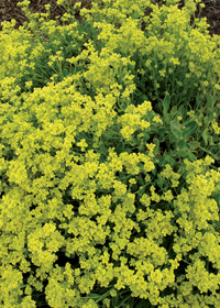 Alyssum saxatile 'Citrina'                    